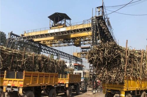 Thumbnail for Bihar launches dedicated investment policy for sugar industry investors