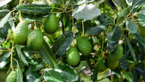 AGOA extension to 2028 offers tariff relief for Kenyan avocados, macadamias