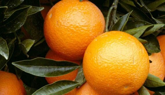 Thumbnail for South Africa’s agricultural exports hit record US$4.1B in Q2 2026