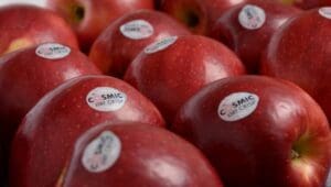 Cosmic Crisp apples debut in South Africa