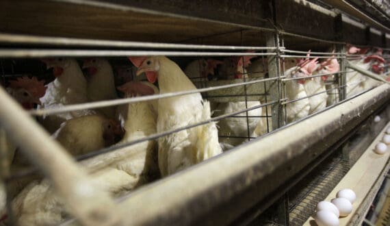 Thumbnail for Cargill invests US$60M in Thailand poultry expansion, AI automation