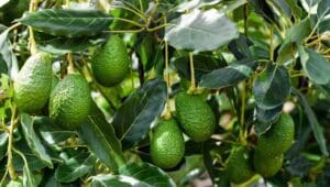 Kakamega farmers receive avocado, banana seedlings in watershed management push