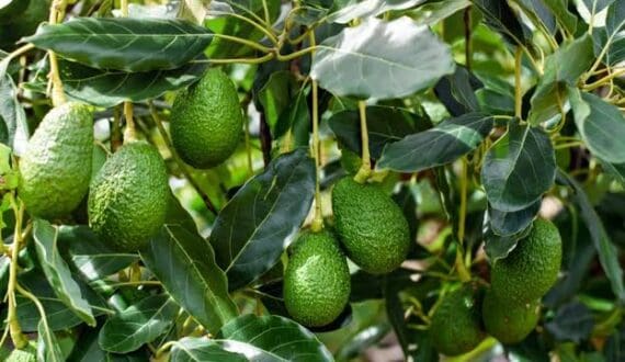 Thumbnail for Kakamega farmers receive avocado, banana seedlings in watershed management push
