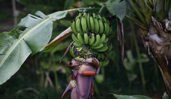 Thumbnail for West Africa banana output reaches 8.7 million tons, FAO data shows