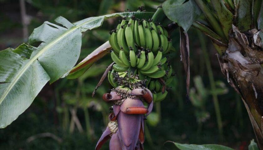 Thumbnail for West Africa banana output reaches 8.7 million tons, FAO data shows