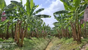 SIPEF acquires Tiabam plantation, targets 70,000 tonnes of banana output