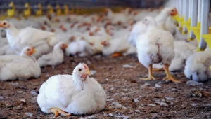 Arua youth poultry farmers cut costs by US$6,425 through collective action