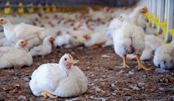 Thumbnail for EU launches US$1.1M twinning project to modernize Algeria’s organic farming