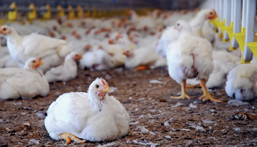 Arua youth poultry farmers cut costs by US$6,425 through collective action