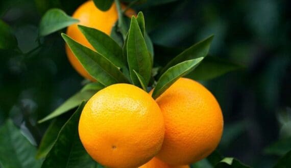 Thumbnail for South Africa citrus trade faces US tariff risk despite AGOA extension