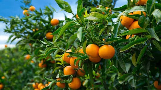 Thumbnail for Spain forecasts 5.7 million tons of citrus for 2026/27 season