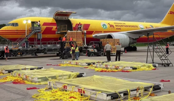 Thumbnail for DHL Global Forwarding launches AI-powered TradeNavigator for customs management