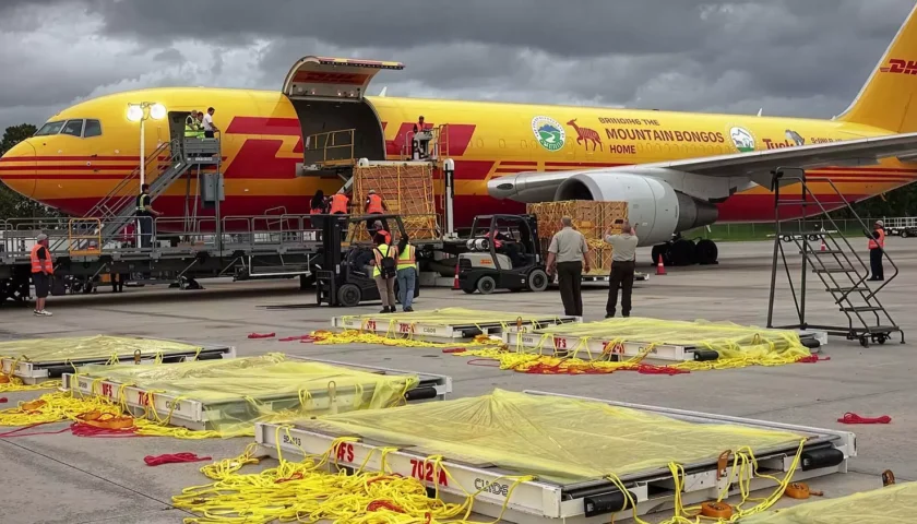 Thumbnail for DHL Global Forwarding launches AI-powered TradeNavigator for customs management