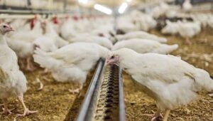 OSI Group, Cordina Group merge Australian poultry operations to form Cordina OSI
