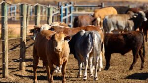 Egypt market opens opportunities for South African red meat producers