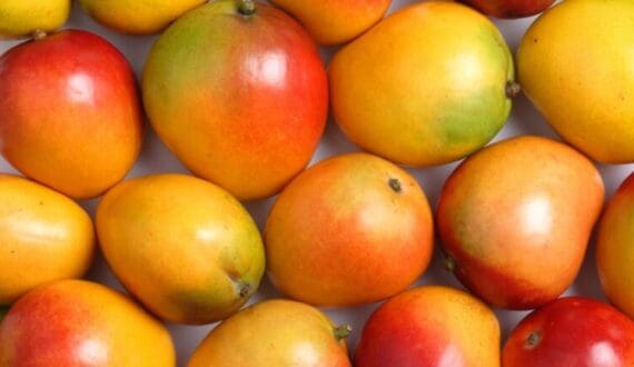 Thumbnail for Sadio Mané launches US$20.4M mango processing project in Senegal