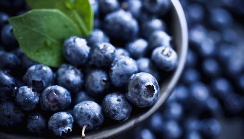Thumbnail for Morocco has become Finland’s second-largest blueberry supplier, with 657 tons