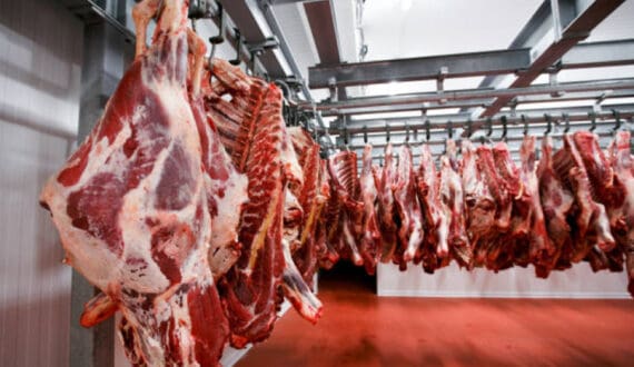 Thumbnail for Savanna Beef suspends cattle slaughter amid Foot-and-Mouth disease outbreak