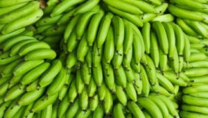 Cameroon banana exports jump 21.5% as PHP losses persist