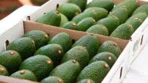 Denmark grants Uganda US$300,000 to reduce horticultural export costs