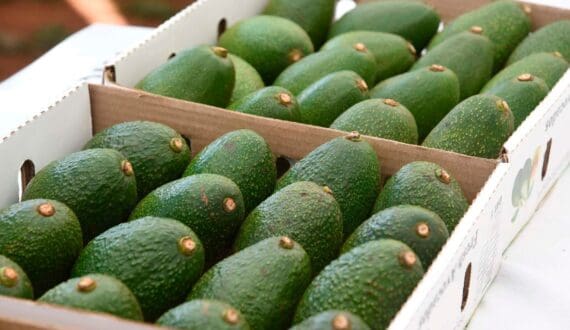 Thumbnail for Egypt food exports hit 190,000 tonnes as Saudi Arabia, Sudan lead demand