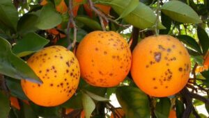 EU weighs delisting four citrus pests from priority quarantine list