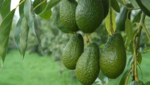 Kenya’s fruit export earnings jump to US$44.2M in June 2026