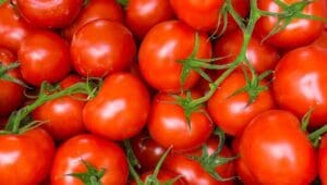 Morocco agri-food exports to EU reach US$2.9B in first seven months of 2026