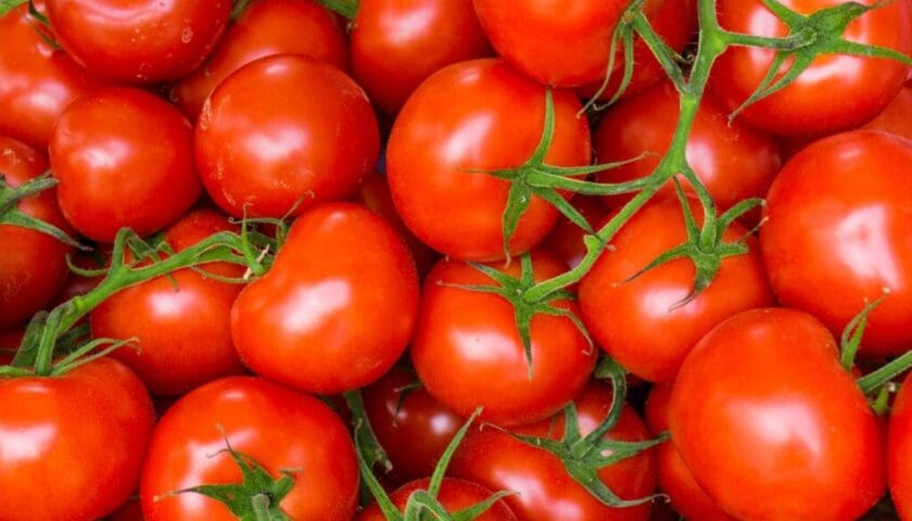 Thumbnail for Morocco agri-food exports to EU reach US$2.9B in first seven months of 2026